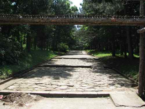 path with beautiful pine trees