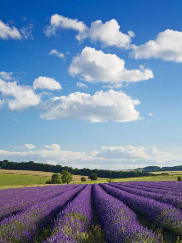 beautiful lavender fields